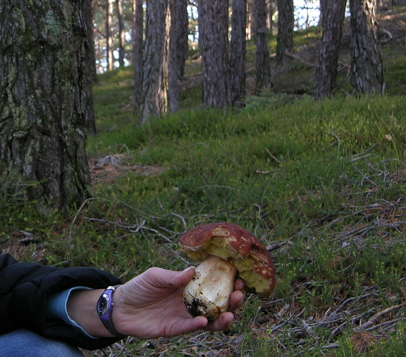 Nei boschi del mauretto..quando il gatto non c''�...